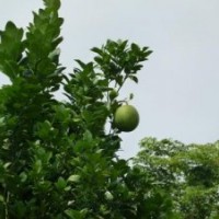 柚子樹(shù)