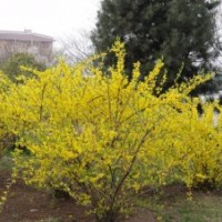 供應1-3年連翹苗生產基地
