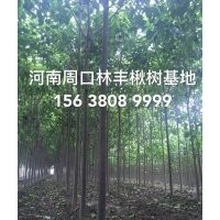 楸樹 楸樹價(jià)格 楸樹圖片 楸樹基地 楸樹小苗