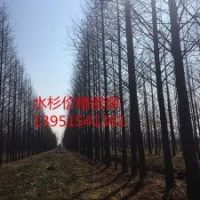 供應17公分水杉