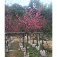 福建山櫻花，福建山櫻花基地，福建山櫻花價格