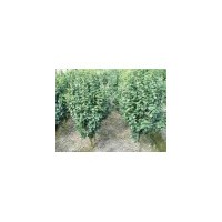 供應茶花 南京茶花 茶花批發價格 出價格