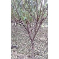 低價處理2至3公分紫葉稠李，叢生紅火箭，紅火球百日紅