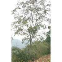 本公司大量出售：樸樹8-50公分,黃連木；18-60公分,羊蹄甲，5-30
