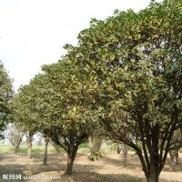 長期大量批發不同規格桂花