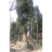 大量對外批發不同規格香樟樹