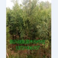 50公分側柏苗價格