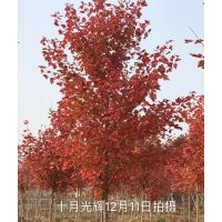 供應美國紅楓（秋火焰）、十月光輝、北美楓香、紅豆樹、紅豆杉