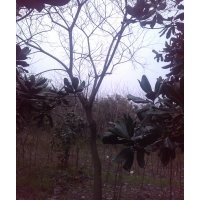供大規格；國槐，烏桕，黃連木，樸樹，三角楓，大桂花，皂角