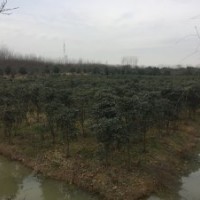 長期供應(yīng)紫薇、單桿石楠、垂柳、無患子、欒樹、烏桕、小桂花