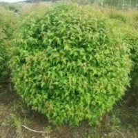 供應水臘球1米 紫葉稠李3-8公分 梧桐3-10公分 山桃稠李5-10公分