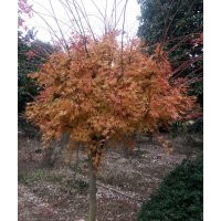供應槭楓、龜甲冬青