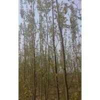 博野縣豐林苗圃場大量出售毛白楊