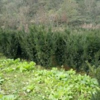 紅豆杉，博鑫曼地亞紅豆杉專業合作社