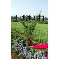 大量出售沙地柏無紡布營養杯都有規格齊全價格便宜上車快有需要的