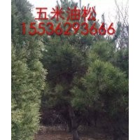 山西地區(qū)專業(yè)出售5米油松，5米油松價格