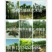 揭陽市綠林花木場長期供應喬灌木、3/5/7斤袋地被苗