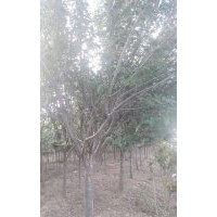 大量出售櫻花、玉蘭、北海道黃楊、紅葉李等