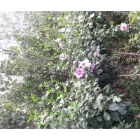 大量出售木槿3-4公分，電話15966192988質量一級