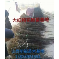 大紅袍花椒苗基地花椒苗價格哪有純正的大紅袍花椒苗獅子頭花椒苗