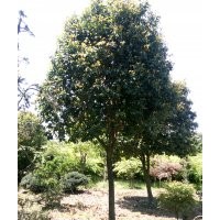 供應12一25四季桂，茶花，紅楓，羽毛楓，八月桂等