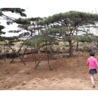 低價出售各種規格造型松，景觀松，造型油松，造型黑松