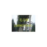 毛白楊13696355601