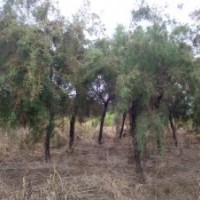 大量供應鹽松大小規格歡迎新老朋友來實地考察