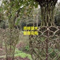 成都紫薇 四川紫薇造型批發