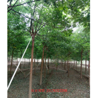 河北國(guó)槐基地10公分保定國(guó)槐價(jià)格二次定桿國(guó)槐圖片
