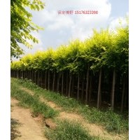 河北金葉榆樹(shù)苗基地，保定金葉榆球價(jià)格，地接、高接、矮接金葉榆