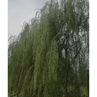 大量供應青垂，金絲垂柳米徑10到15公分