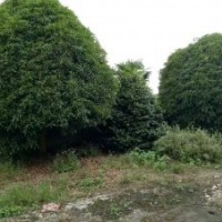 供應桂花