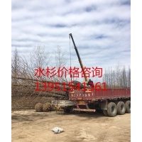 供應16公分水杉