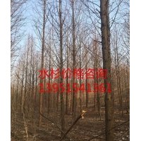 供應13公分水杉 水杉基地