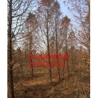 供應18公分中山杉