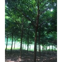 大量出售鵝腎木、鵝山木（廣東）、和順木