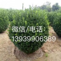 長期供應各種規格的大葉黃楊球等綠化苗木