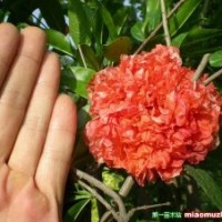 供應2公分花石榴-石榴基地價格
