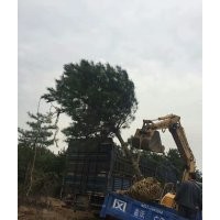 供應(yīng)油松，占地油松，占地油松2.5米-3米