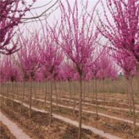 最新紫荊基地報價單桿紫荊、叢生紫荊