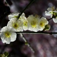 江蘇大量6公分的綠梅花，量大優惠