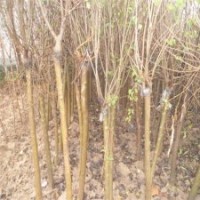 求購11公分丁香樹，江蘇產地有貨源