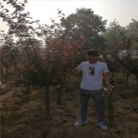 美人梅基地，種植、銷售***的廠家在哪里？