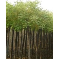 長(zhǎng)期供應(yīng)國槐。