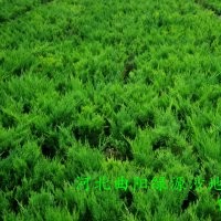 沙地柏|營養杯沙地柏