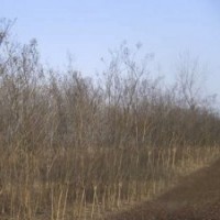 紫薇樹批發(fā)基地直供