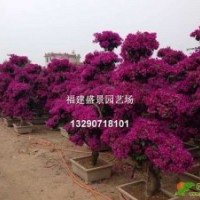 福建三角梅，漳州三角梅，三角梅小苗