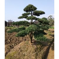 供應8-10-12-15-20公分優質造型羅漢松2000元4米造型羅漢松