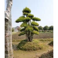 供應30-40-50-60公分造型欏木石楠12000元 多桿樹種樁